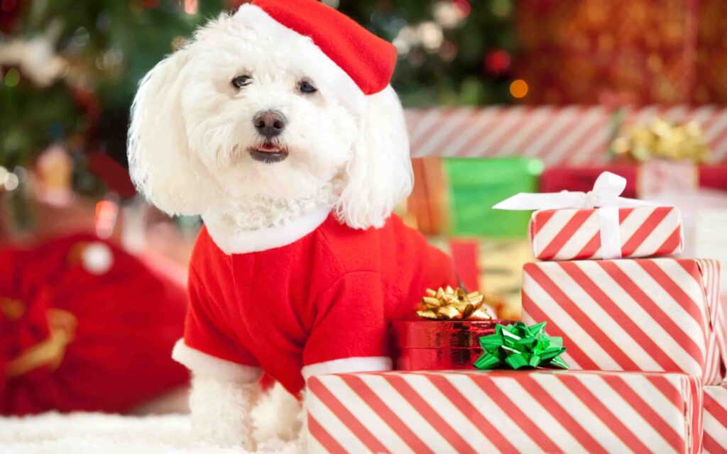 hình ảnh con chó hài hước