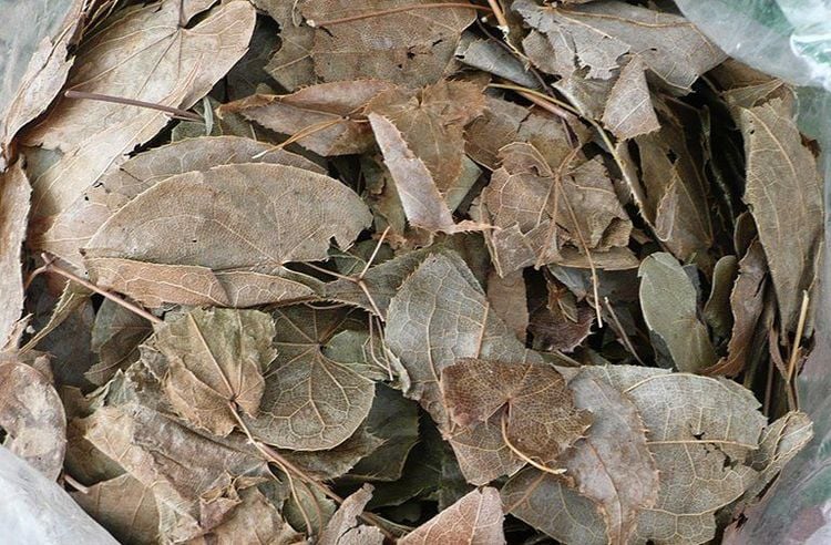 Lá cây dâm dương hoắc phơi khô làm dược liệu