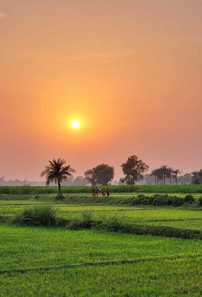 Cảnh đồng quê khi mặt trời vừa nhô khỏi rạng tre xanh mướt