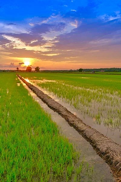 Hình nền quê hương việt nam với bầu trời rạng đông rực rỡ