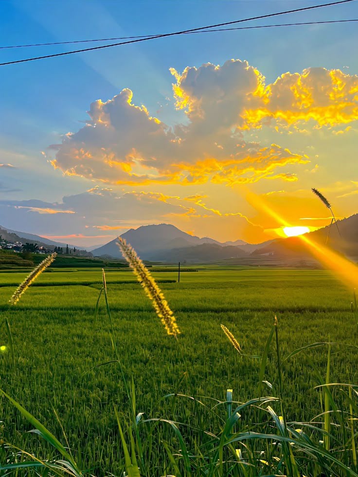 Cảnh đồng quê lúc sáng sớm lúa còn ướt đẫm sương mai