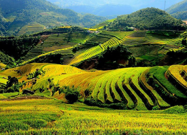 Hình ảnh bình yên ở quê với nông dân cấy lúa trên baccj thang