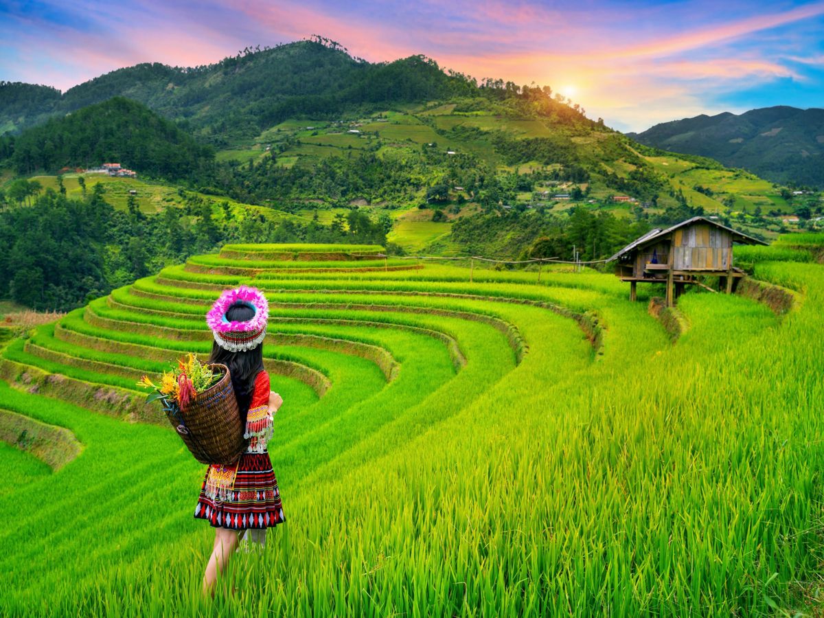 Cánh đồng quê mùa gặt từng bậc thang trĩu hạt cho thu hoạch