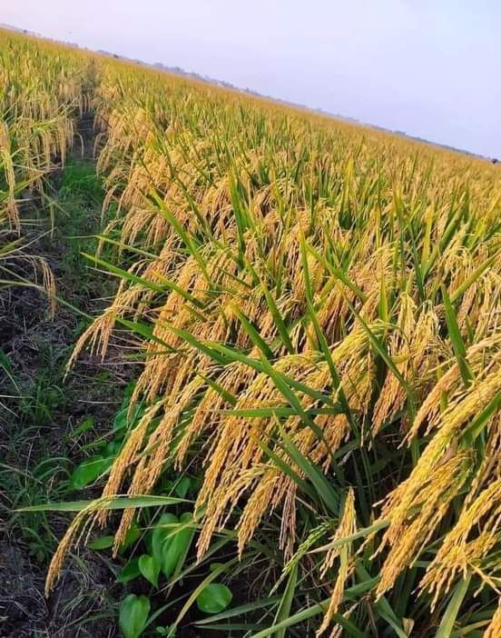 Cảnh quê yên bình thơm mùi lúa