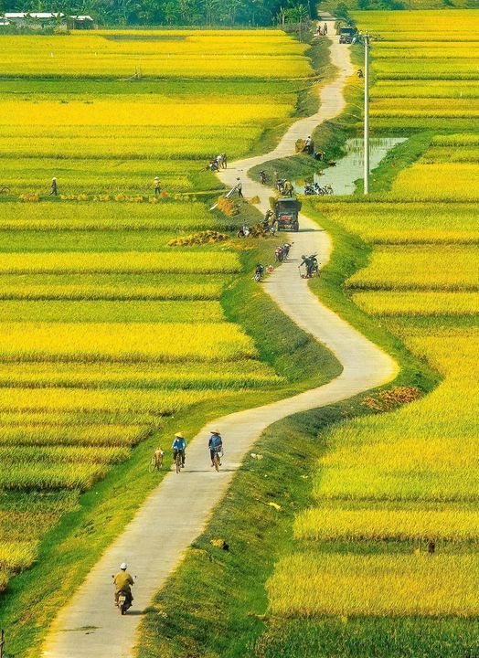 Ảnh đồng quê buổi sớm mai mờ sương dày thơ mộng