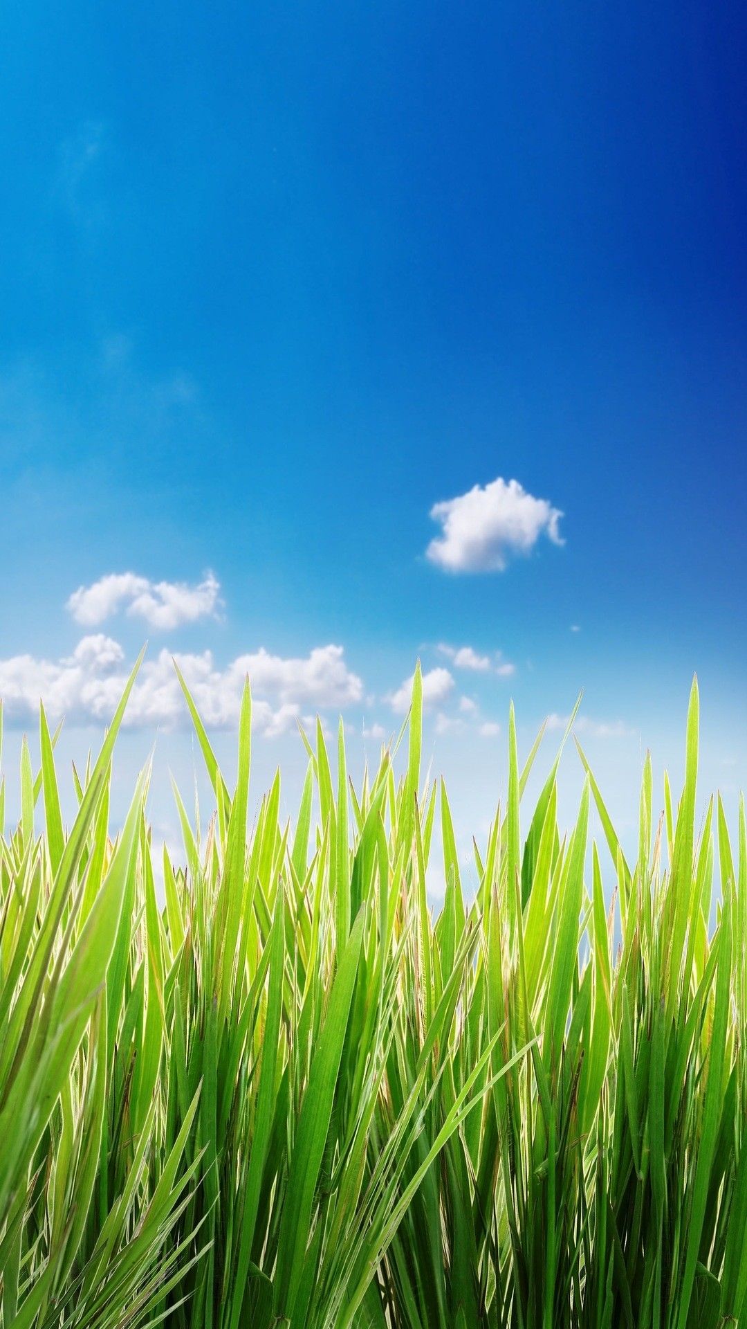 Hình ảnh đồng quê đẹp nhất vào buổi sáng