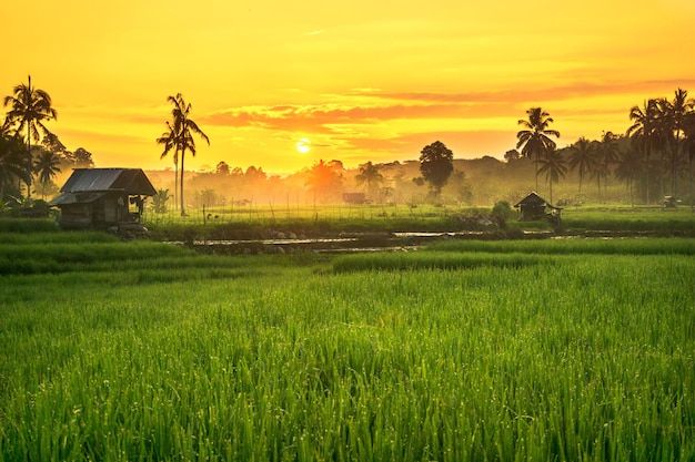 Ảnh đồng quê mùa gặt với cảnh người nông dân thu hoạch