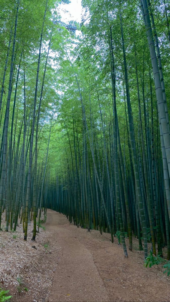 Hình ảnh đồng quê đẹp nhất vì có lũy tre xanh