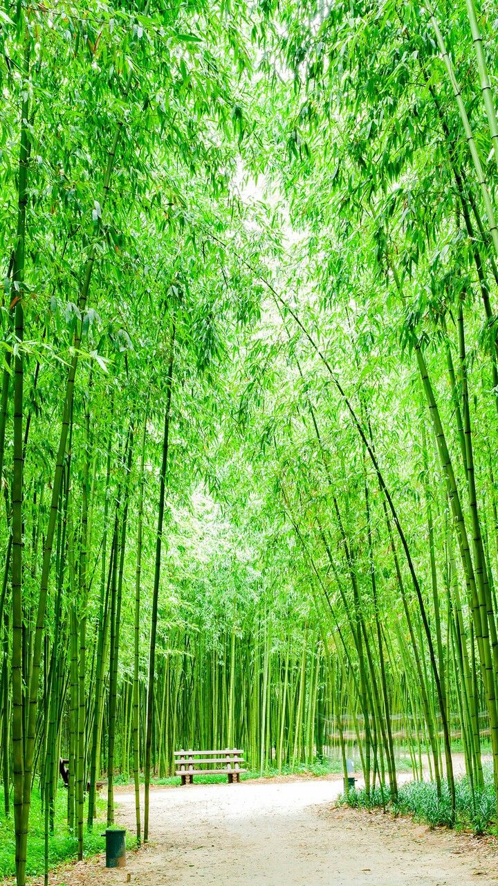 Hình ảnh yên bình làng quê có lũy tre xanh