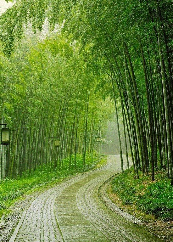 Hình ảnh làng quê thanh bình có lũy tre ôm lấy ngôi nhà nhỏ