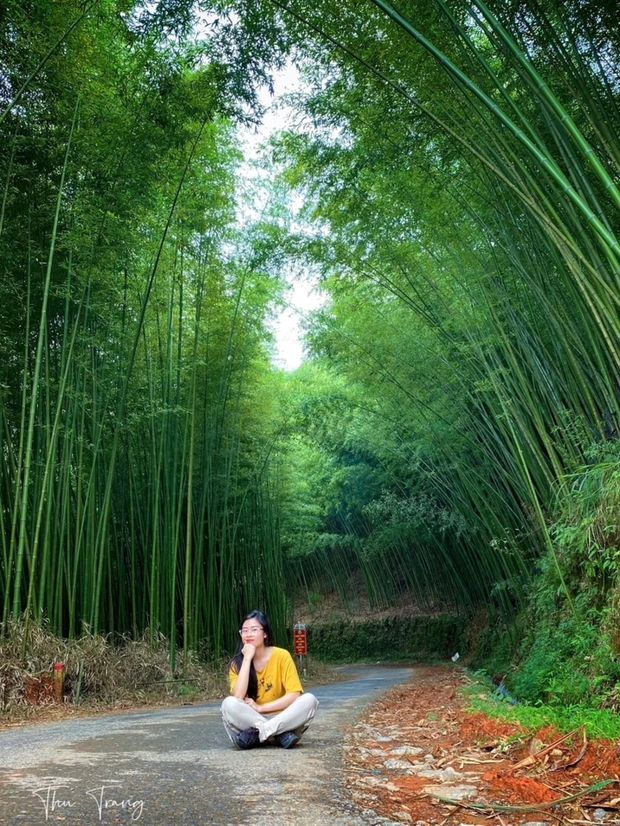 Cánh đồng quê vào sáng sớm với sương giăng trên hàng tre