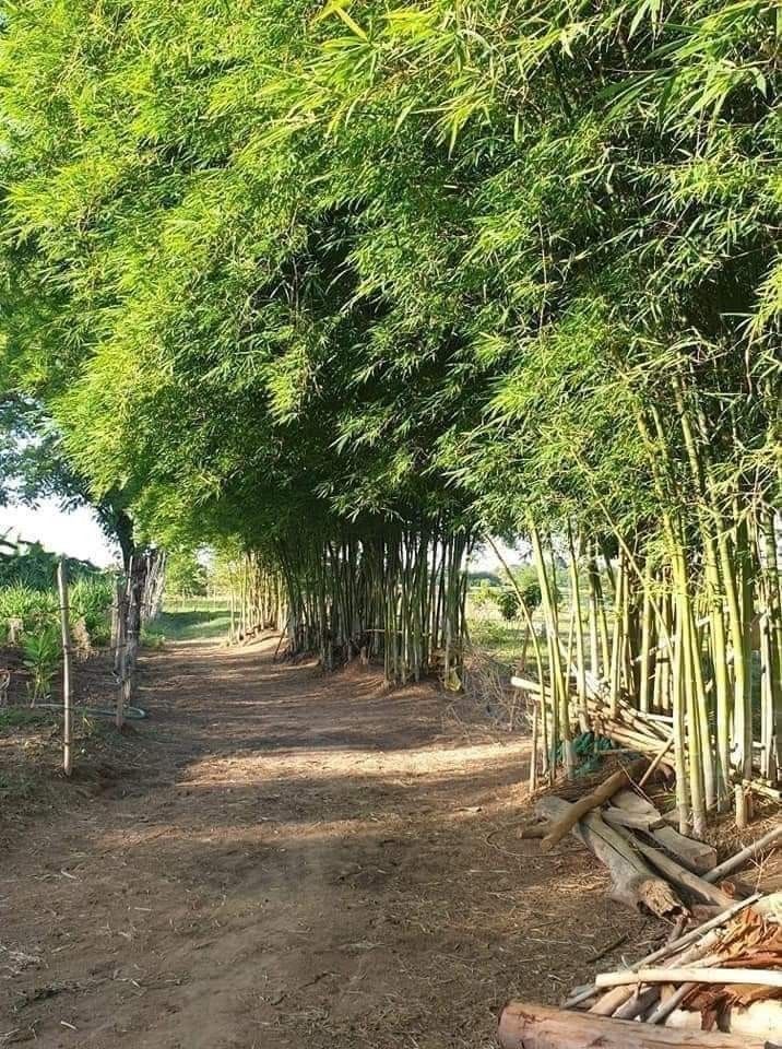 Ảnh đồng quê chill với tiếng gió lùa qua lũy tre