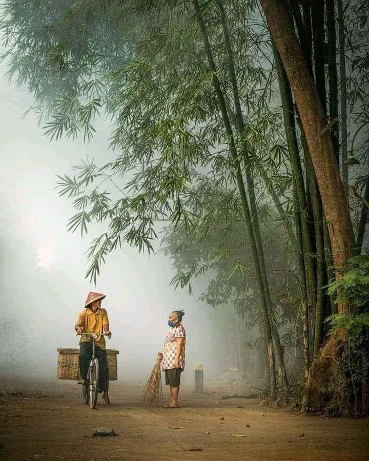 Hình ảnh đồng quê đẹp nhất với hàng tre đầu làng