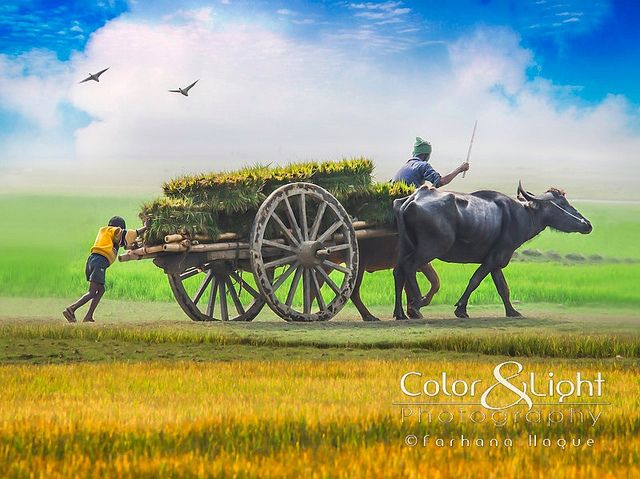 Hình ảnh đồng quê đẹp nhất trong mùa thu hoạch nô du