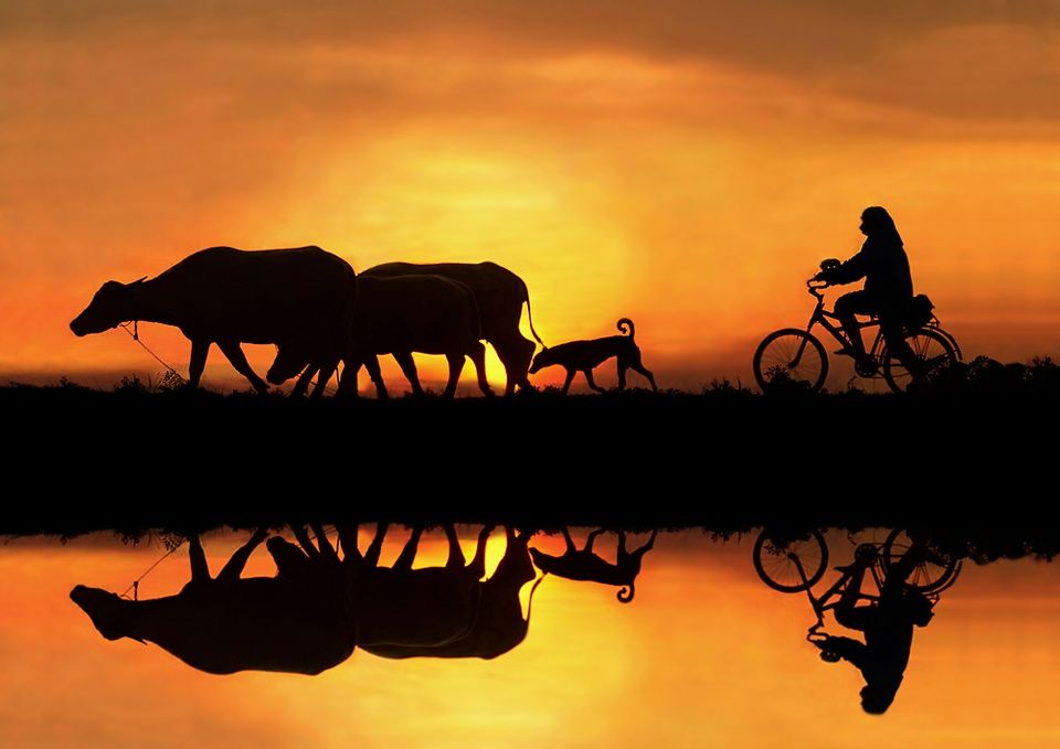 Hình ảnh bình yên ở quê khi hoàng hôn đổ bóng bên ao làng