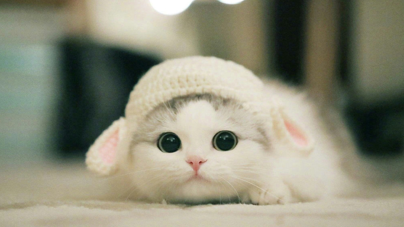 Tải 150+ Ảnh Mèo Cute Miễn Phí (Chất Lượng Cao HD, 4K)