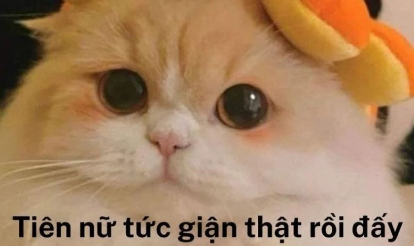 Ảnh meme cute, dễ thương, đáng yêu nhất