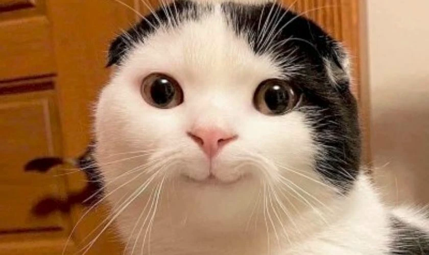 Hình đại diện Full HD, miễn phí