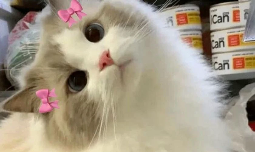 Ảnh meme mèo đa dạng chủ đề