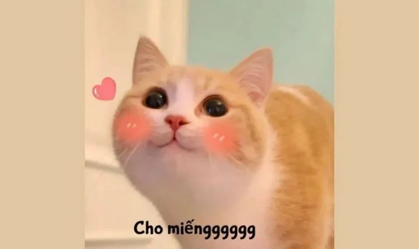Ảnh meme mèo đa dạng chủ đề đẹp nhất 2025