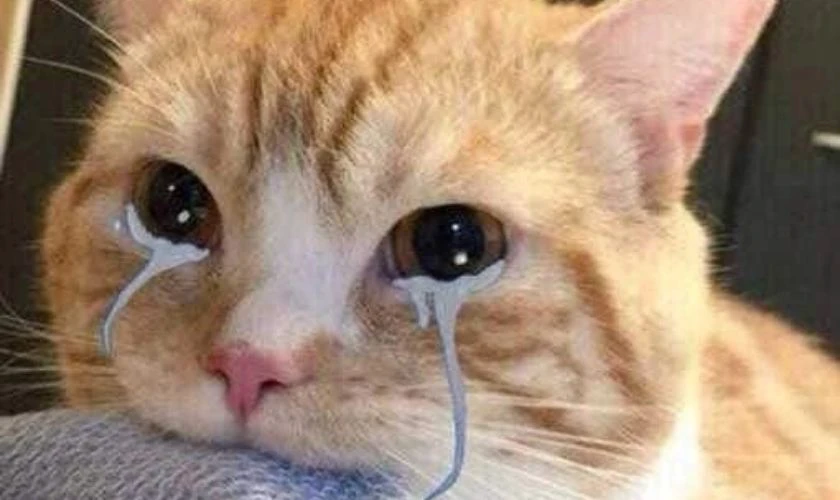 Hình meme mèo chủ đề đẹp nhất 2025