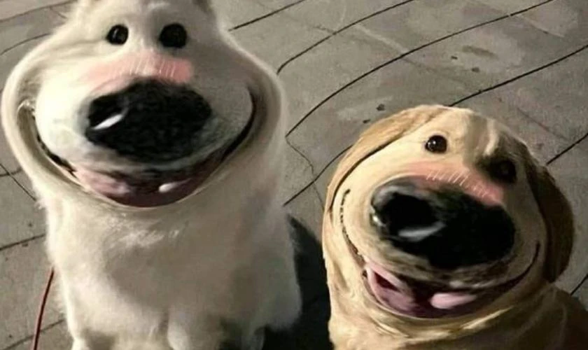 Hình ảnh chó biểu cảm vô tri, vui nhộn