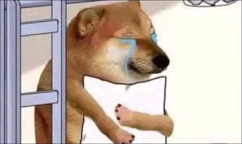 Hình ảnh chó biểu cảm vô tri, vui nhộn 2025