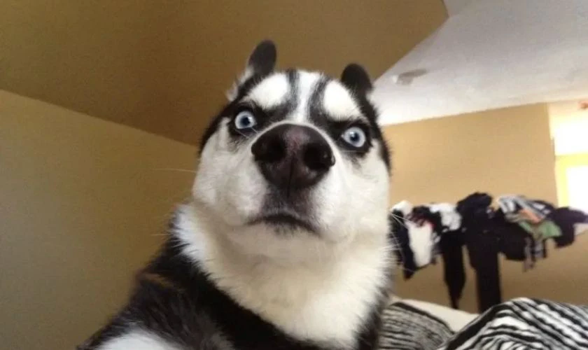 Hình ảnh chó biểu cảm vô tri, hài hước