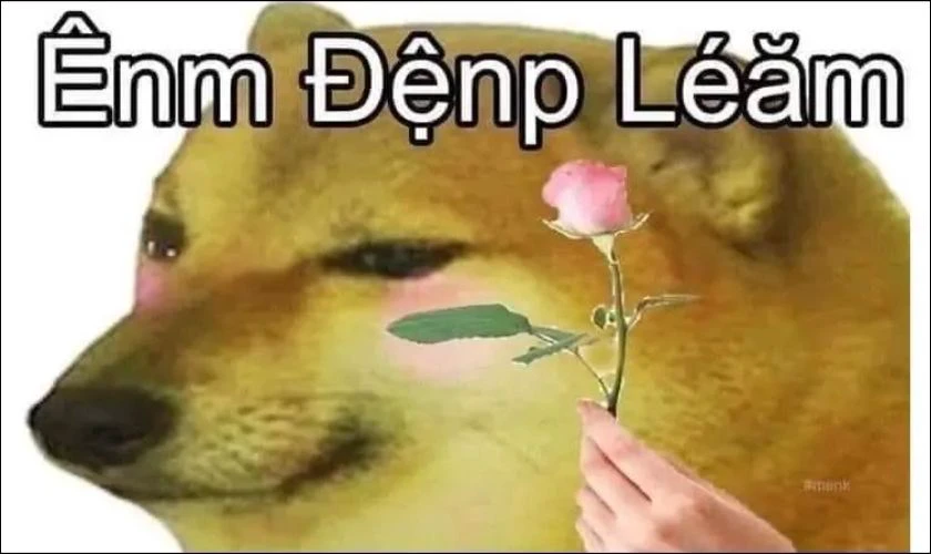 Hình chó biểu cảm vô tri, hài hước 2025