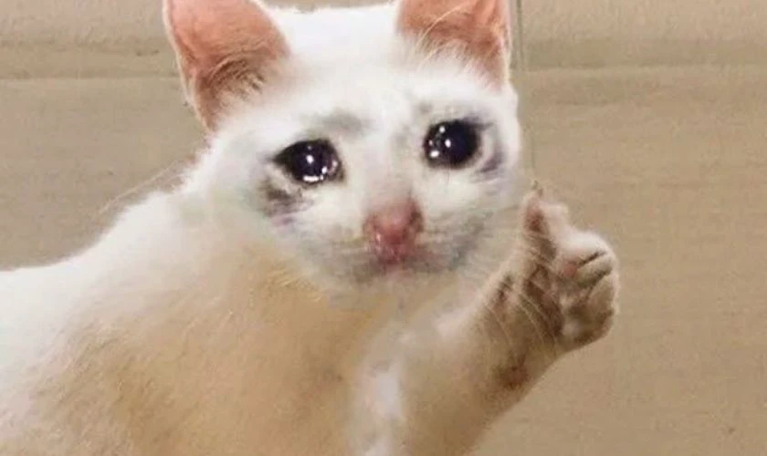 Ảnh meme khóc, tâm trạng nhất