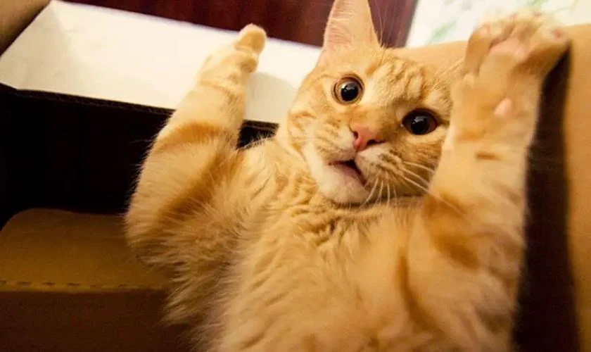 Hình biểu cảm vô tri, ngơ ngác