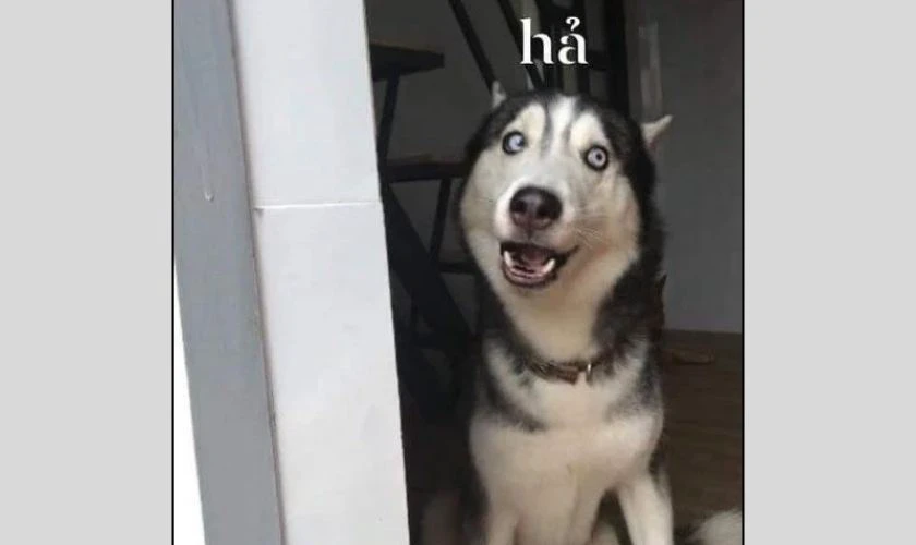 Hình biểu cảm vô tri, ngơ ngác nhất 2025