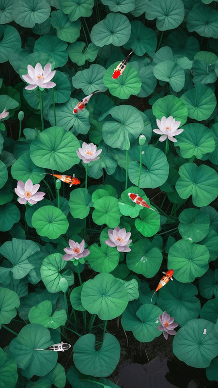 hinh-nen-ca-chep-hoa-sen-26