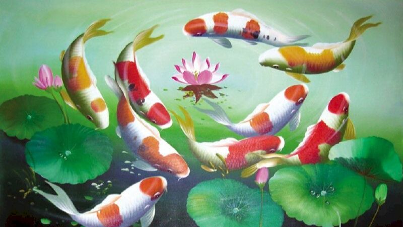 hình nền cá chép hoa sen