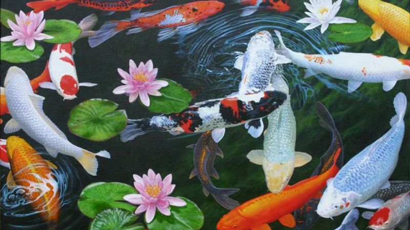 hình nền cá chép hoa sen