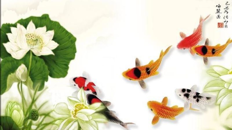 hình nền cá chép hoa sen
