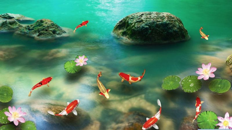 hình nền cá chép hoa sen