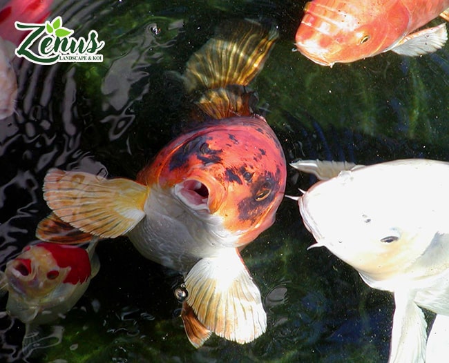 Lựa chọn mua cá koi Nhật đẹp từ đơn vị uy tín