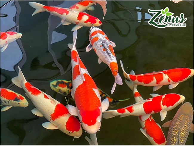 Lựa chọn cá koi Nhật đẹp cho hồ koi ngoài trời