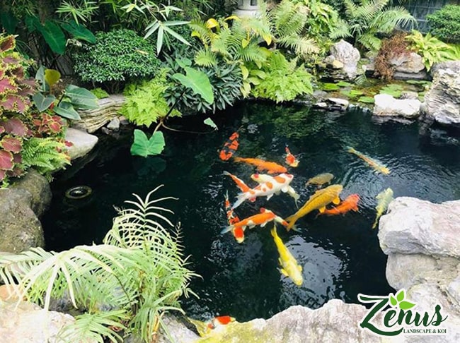 Đơn vị thi công hồ koi ngoài trời uy tín, chuyên nghiệp