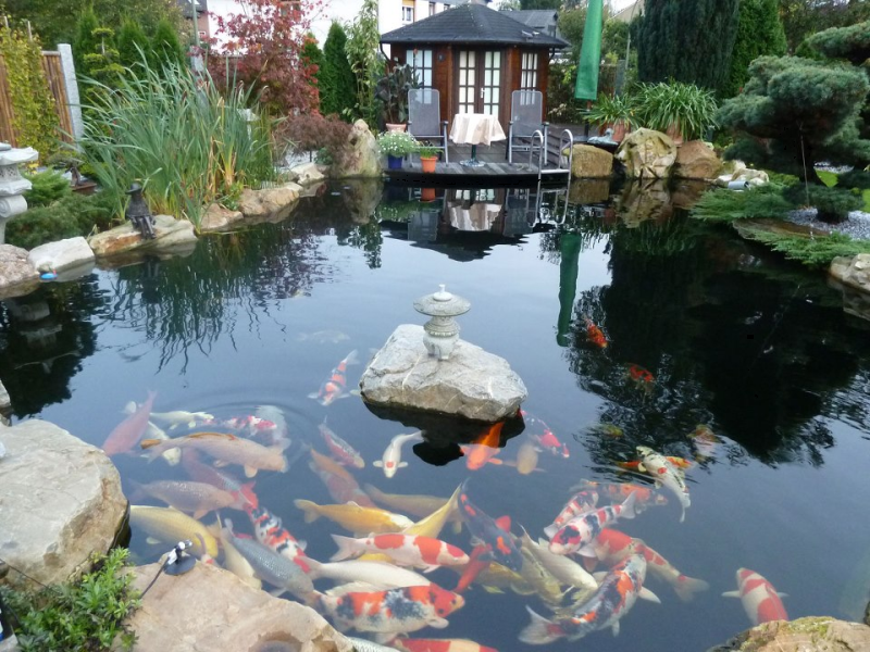 +35 Thiết Kế Thi Công Bể Cá Koi Ngoài Trời Chi Phí Cực Thấp