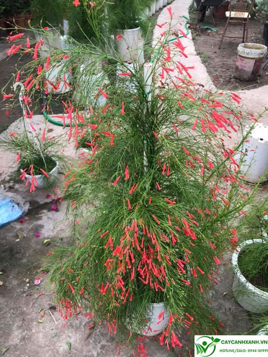 Đặc điểm cây liễu pháo