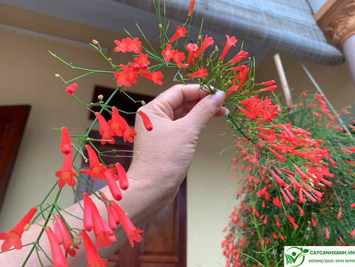 Hoa liễu pháo nở vào mùa Xuân