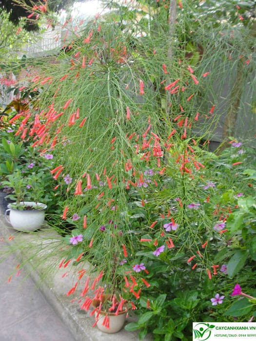 Ý nghĩa hoa liễu pháo