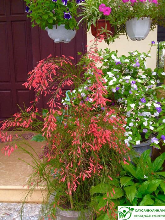 Chậu cây hoa liễu pháo đặt trước cửa nhà đón Tết