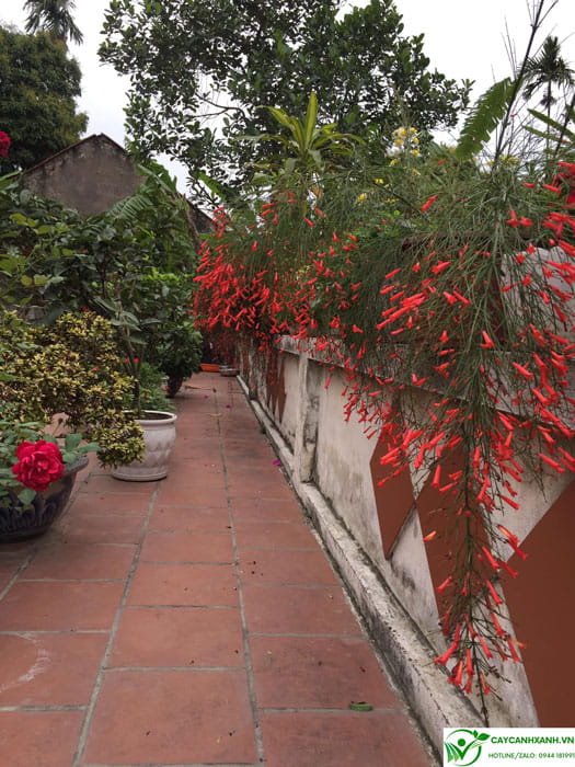 Cách trồng cây liễu pháo