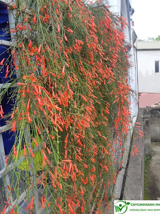 Cách chăm sóc liễu pháo