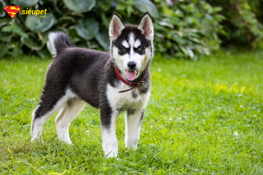 Husky có giá bao nhiêu?