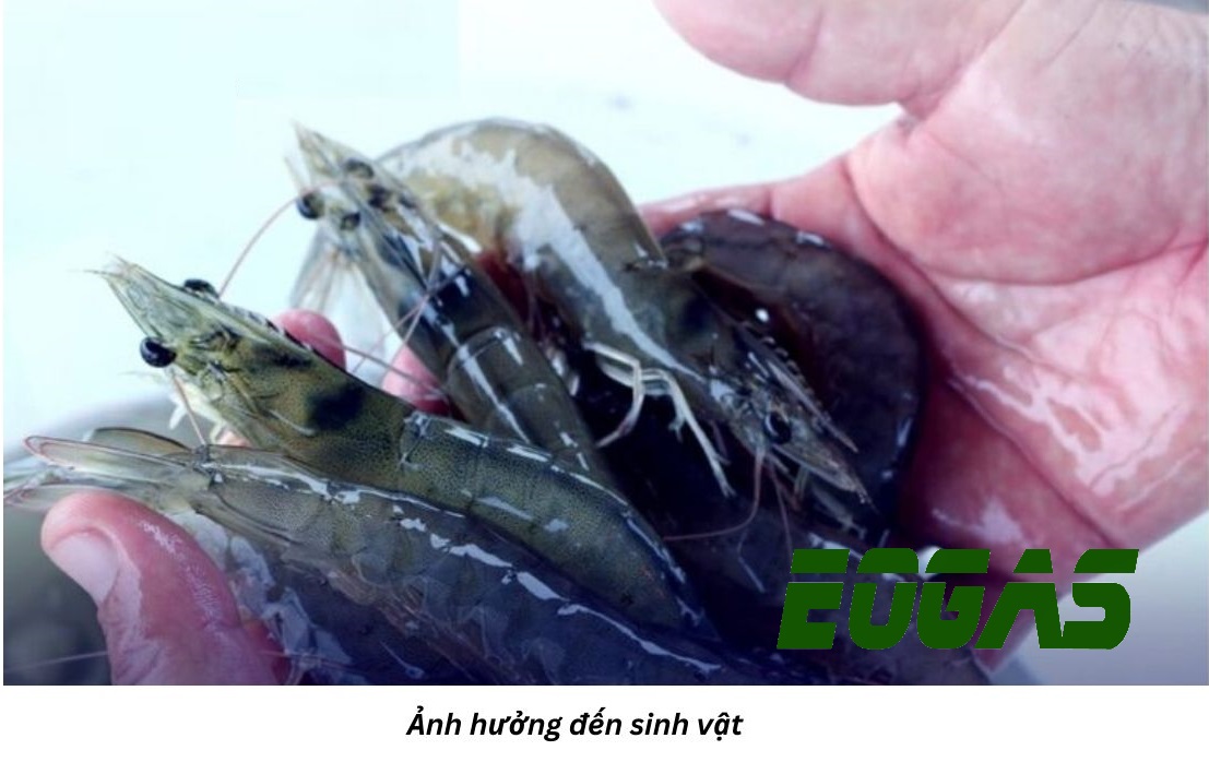 anh huong den sinh vat 1