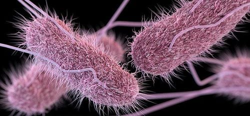 Vi khuẩn salmonella có thể gây tiêu chảy, sốt và co thắt dạ dày